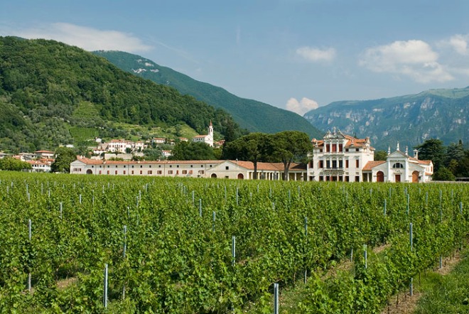 Villa Angarano and the vineyards 