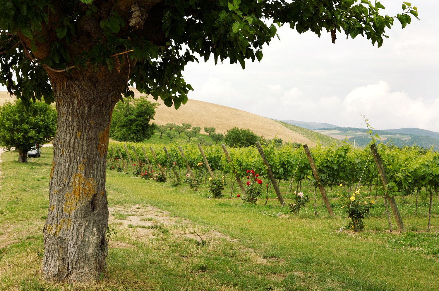 A typical Le Marche vineyard with roses at the end of each line of vines