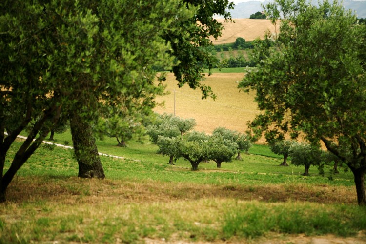 Orchards next to the vineyard
