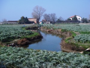 Venice lagoon - island of Sant'Erasmo, famed for its carciofi