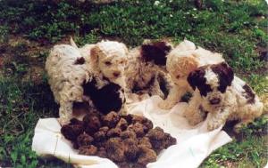 The Lagotto Romagnolo dogs are the perfect breed for truffle hunting.