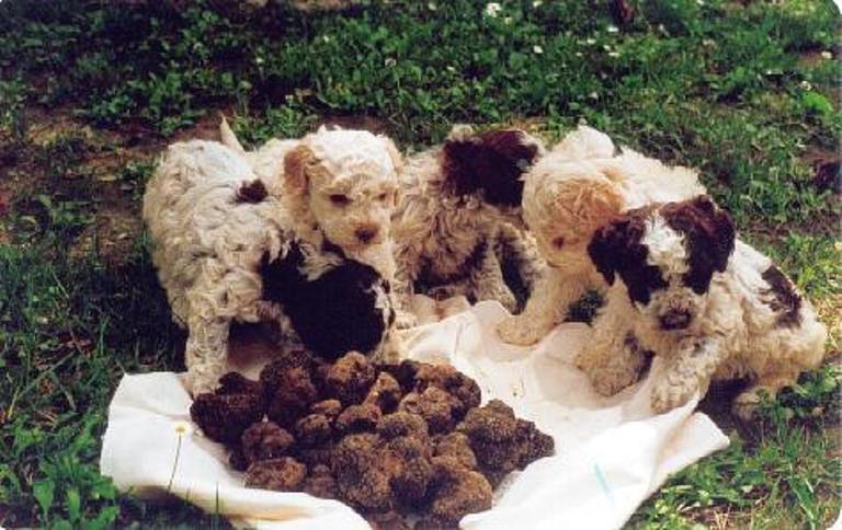 The Lagotto Romagnolo dogs are the perfect breed for truffle hunting.