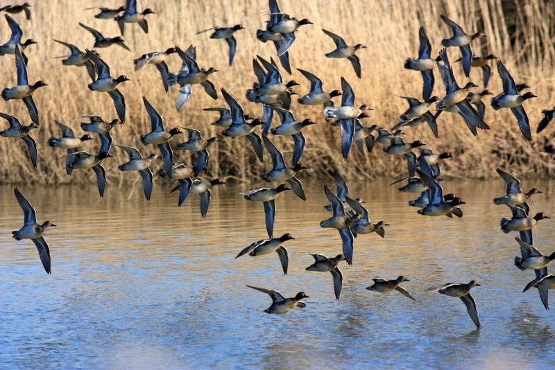Ducks in flight - Venetian Lagoon