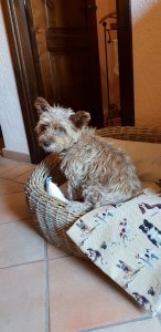 Sasha enjoys the dog basket, cushion and doggie blanket - La Meridiana