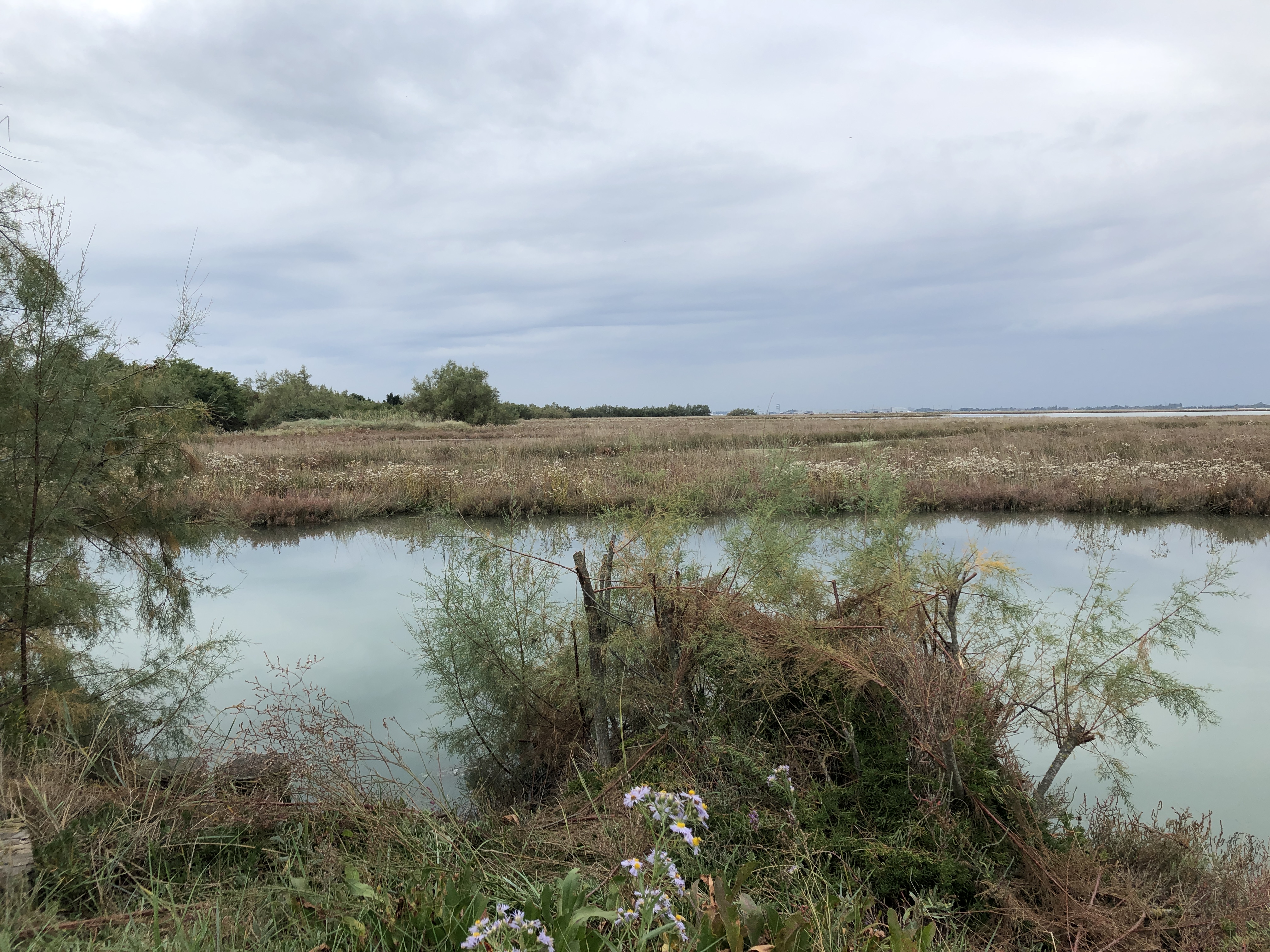 Torcello is anchored in a sea of wetland and mud flats. The environment is perfect for a huge range of birds and wetland dwellers.