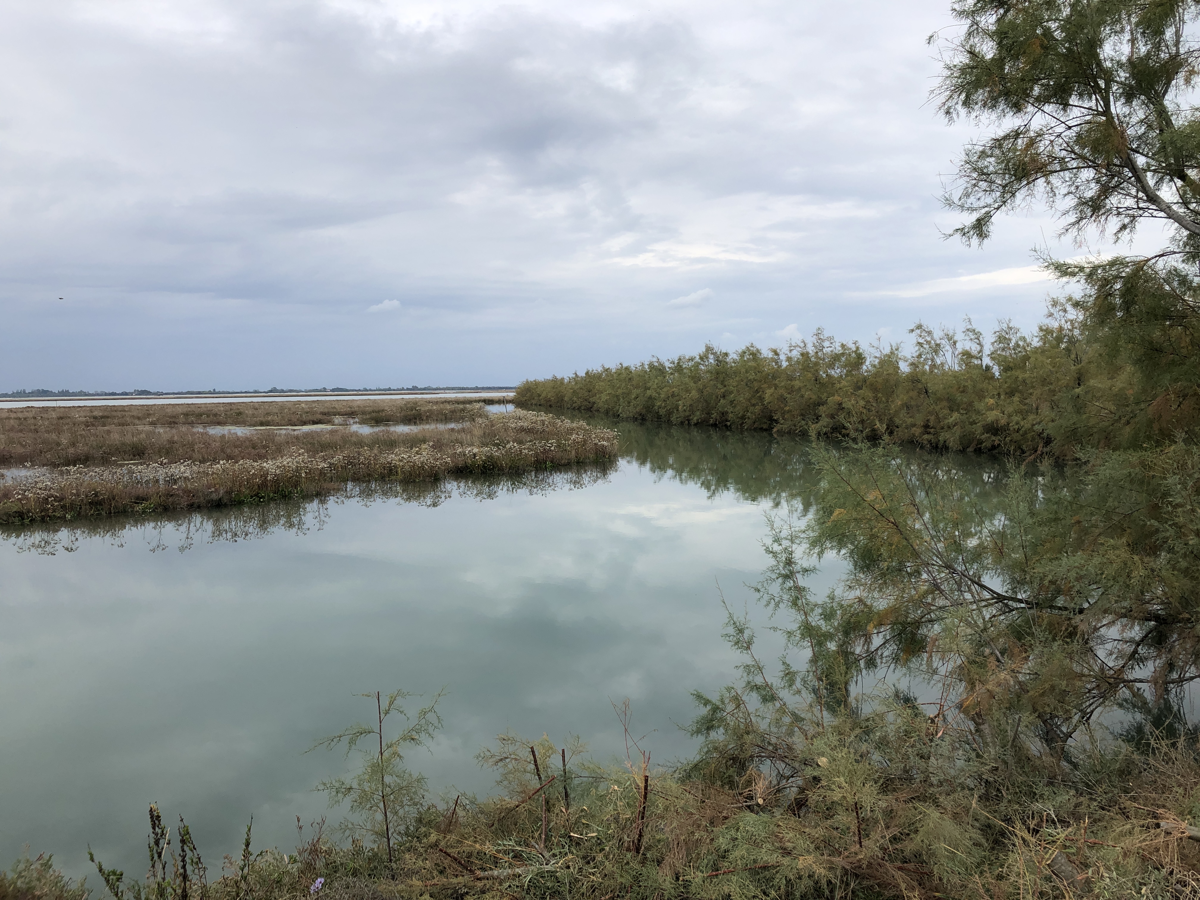 Torcello - a wetland sanctuary for wildlife of all types. Venetian Lagoon.