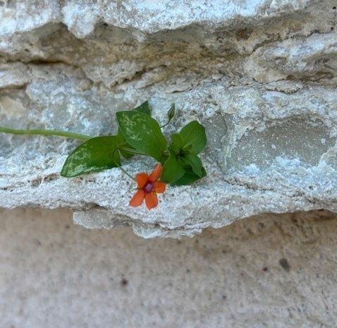 A gift of a tiny flower - Biennale 2024