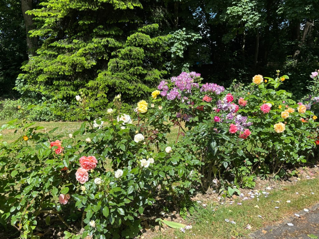 A colorful display of blooming roses in a garden, with vibrant pink, yellow, and white flowers surrounded by lush greenery.