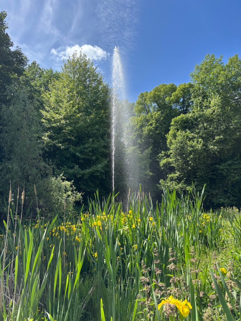A scenic view of a fountain spraying water amidst a vibrant garden filled with tall green grasses and yellow flowers, under a clear blue sky surrounded by lush trees.