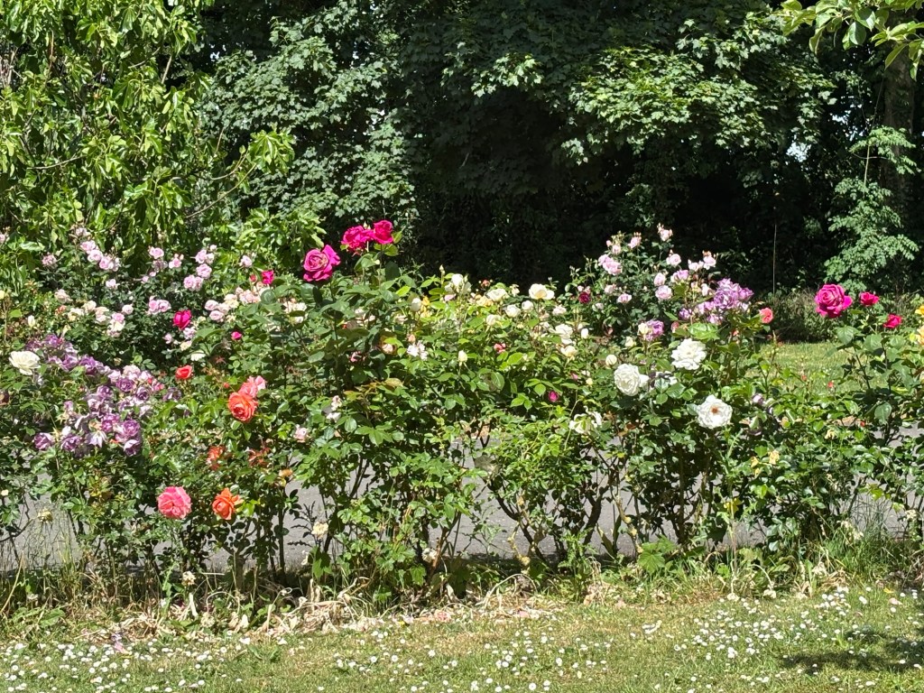 A vibrant garden featuring a mix of blooming roses in various colors, surrounded by lush greenery.